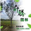 長期供應優質草坪 喬木樸樹 叢生樸樹 櫸樹