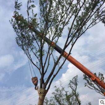 景觀樹 種植園批發園林綠化道路各規格叢生樸樹 樹苗