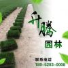 供應優質百慕大草坪 耐寒耐旱耐踐踏綠化草坪草皮