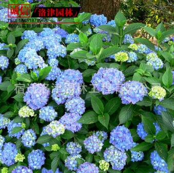 供應(yīng)園林觀花植物小苗 八仙繡球小苗 庭院觀花繡球苗 麻葉繡球