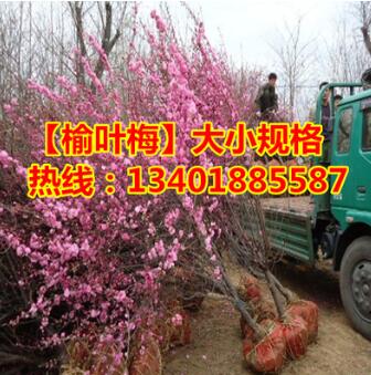 批發(fā)優(yōu)質(zhì)榆葉梅樹(shù)苗苗庭院耐寒植物 觀賞綠化苗木 榆葉梅盆景