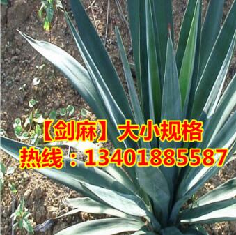 基地直銷(xiāo)劍麻 綠化苗木 優(yōu)質(zhì)劍麻 劍麻苗 鳳尾蘭小苗劍麻大苗