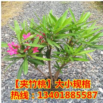 批發(fā)夾竹桃 綠化苗木 夾竹桃樹(shù)苗 庭院 別墅美化苗 高速綠化
