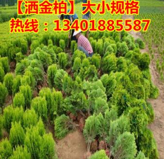 占地苗批發(fā)灑金柏 灑金柏球 灑金柏苗木 園林綠化苗木直銷(xiāo)