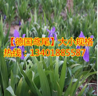 占地苗 基地批發(fā)出售德國(guó)鳶尾 德國(guó)鳶尾價(jià)格 德國(guó)鳶尾數(shù)量大