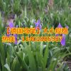 占地苗 基地批發出售德國鳶尾 德國鳶尾價格 德國鳶尾數量大