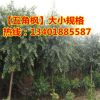 供應五角楓樹苗 工程苗 行道綠化樹苗 包成活 規格齊全 量大優惠