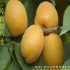 基地批發(fā)杏樹 成活率高杏樹 適應(yīng)性強(qiáng) 金太陽杏樹 規(guī)格多樣