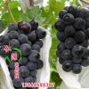 葡萄苗 優(yōu)質(zhì)葡萄樹苗 嫁接夏黑葡萄苗