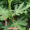 無花果樹 仁源農(nóng)業(yè)科技現(xiàn)貨直銷無花果樹 成活好價(jià)格低 品質(zhì)保證