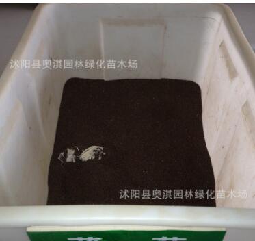 實體店批發貓薄荷【薄荷種子】當年新採 質量保證 支持貨到付款