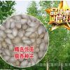 銀杏種子 白果種子 銀杏樹種子 林木種子 發芽率95%以上