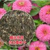實體店批發進口草花種子 百日花 百日草種子 單色百日草