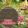批發優質草花花卉種子 鳳仙花種子 四季可播 保質保量