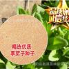 批發葶藶子種子 葶藶種子 北葶藶子 寬葉葶藶 光果葶藶