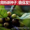 金剛櫟種子 林木種子 金剛櫟樹種 綠化工程用種 發芽率高