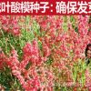 戟葉酸模種子莖多分枝 老技木質 葉簇生 生長海拔高或溝谷