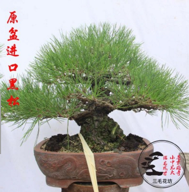 黑松盆景 樹樁樹樁 高檔庭院植物 景觀專用 客廳盆景 黑松造型樹