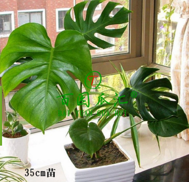 室內(nèi)綠色植物喜陰 辦公室盆栽植物龜背竹 水培植物 凈化空氣包活