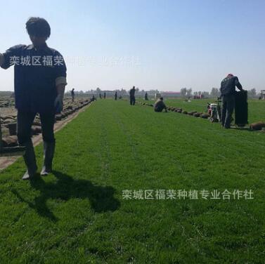 基地批發四季青綠化草坪百慕大果嶺草坪冷季型泥培草坪直銷價格