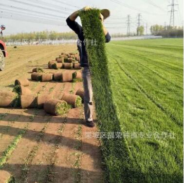 基地直銷工程綠化草坪高密度草皮修剪平整園藝綠化四季青草坪價(jià)格