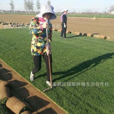 河北草皮廠家批發 高羊茅早熟禾混播草皮 城市綠化建設