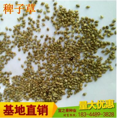 批發鳥食種子 牧草草籽鸚鵡文鳥芙蓉鳥珍珠鳥黃雀玉鳥常溫播種