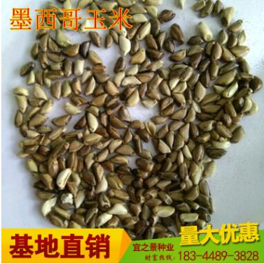 批發(fā)高產墨西哥玉米草種子包郵 闊葉優(yōu)12 大芻草 豬馬牛羊魚草籽