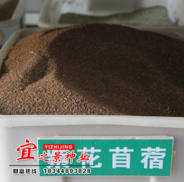 批發(fā)四季耐寒牧草苜蓿種子 簡裝多季工程專業(yè)花草