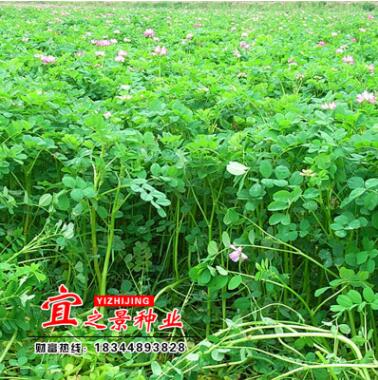 批發(fā)四季種植綠肥牧草蜜源紅花草翹瑤紫云英種子