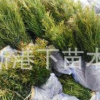 廠家直銷羅漢松批發 羅漢松 小葉花卉園林植物 羅漢松樹