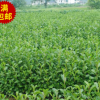 現貨基地直銷 綠化園林杞木苗 規格齊全花卉 苗木批發