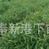 專業生產 杜英種子 杜英小苗 杜英苗木 快速發貨規格全價格低