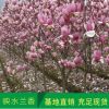 直銷環境美化行道紫玉蘭樹 基地批發廣玉蘭 庭院植物