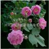 紅花薔薇 庭院盆栽 多花薔薇 盆栽薔薇花 當年開花卉爬藤爬墻