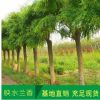 綠化苗法青法國冬青苗圍墻樹苗冬青樹苗珊瑚樹苗做籬笆圍墻發青