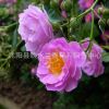 紅花薔薇花苗爬藤苗庭院花卉陽臺綠植盆栽爬藤植物 小苗 綠化工程