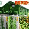 常青花卉攀緣植物*爬藤小葉扶芳藤*爬行衛矛(四季不掉葉)可盆栽
