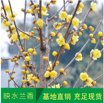 基地批發梅花苗 臘梅樹苗 庭院觀花植物綠化苗木 成活率高