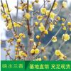 基地批發梅花苗 臘梅樹苗 庭院觀花植物綠化苗木 成活率高