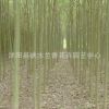 垂柳旱柳直柳河柳江柳垂柳柳樹苗工程綠化苗木行道樹苗風景樹苗
