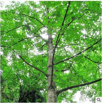 基地批發馬褂木樹苗 行道樹庭陰樹苗 又叫鵝掌楸
