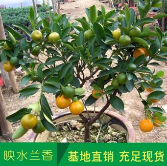 橘子果樹苗 砂糖桔樹苗 沙糖橘苗 基地現貨批發果樹樹苗