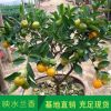 橘子果樹苗 砂糖桔樹苗 沙糖橘苗 基地現貨批發果樹樹苗