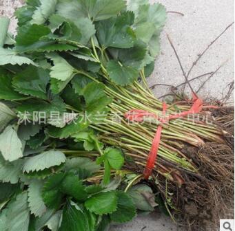 草莓基地供應優質草莓苗批發 草莓小苗 盆栽地栽苗果樹樹苗批發