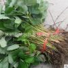 草莓基地供應優質草莓苗批發 草莓小苗 盆栽地栽苗果樹樹苗批發
