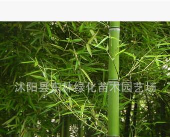 基地直銷剛竹 剛竹苗 竹子庭院行道樹四季常青 規(guī)格齊全量大優(yōu)惠