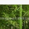 基地直銷剛竹 剛竹苗 竹子庭院行道樹四季常青 規格齊全量大優惠