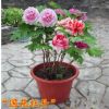 牡丹花苗大苗種根種子批發(fā)庭院綠植花卉盆栽觀花四季芍藥洛陽(yáng)菏澤