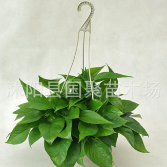 批發盆栽植物 綠蘿盆栽 室內綠色植物盆栽 綠蘿 除甲醛